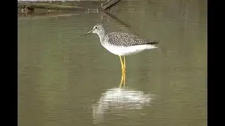Kleine Geelpootruiter Tringa flavipes