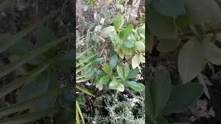Chameleon catch grasshopper#asmr #shortsfeed #viralvideo #video #chameleon #grasshopper
