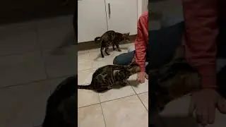 Bengal Cat training 