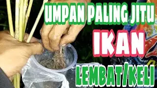 UMPAN JITU MANCING IKAN LEMBAT KELI//VLOG#30