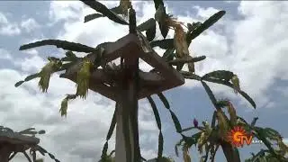 Dragon fruit mullaivanam farm, SUN TV/Dharmapuri/veerappanayakkanpatti/pen vivasaiyi