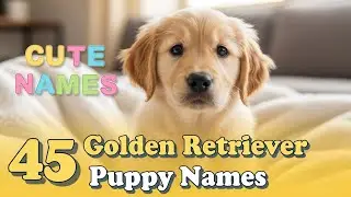 45 милых имен для щенков золотистого ретривера🐶💛