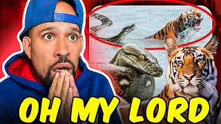 Moments When Big Cats Face the Python! Oh my LORD...