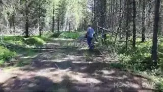Trapping and collaring grizzly bears: Montana FWP