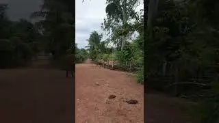 #videos #short #cow #shortvideo #animal #ox #youtubeshorts