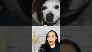 Dog saved a life!🔥🙌👀 #dogs #jesus #lizfuerteministry #lizfuerte #shorts