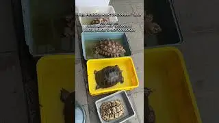 KURA DARAT MURAH ?!