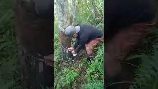 Rubber trees tapping#Province life#Caring#Farmers good#shorts