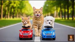 Mama Cat Trims Fur on the Farm and Makes Tiger Hats for Ginger Kittens at Home🐾🎩🐯