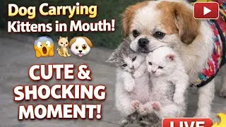 Dog 🐶 & kitten 🐾 Fun 😁 Live  [100] #ytshorts  #ytshorts #livestream #live #foryou #viralvideo#viedo