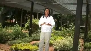Investigación: reactivar el cultivo de menta