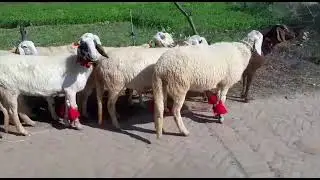 Jamunapuri sheep not for sale Sheep farming Punjab and Haryana. Magaram ji ka shonk