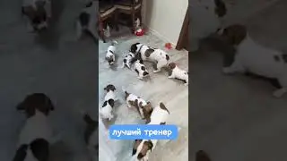 РОККИ лучший тренер это папа. щенки джек-рассел-терьер