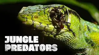 Jungle Rivals: Битва за Амазонку