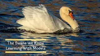 Free Hudson Valley Attraction:  Learn About Mute Swans / Model Building Activity