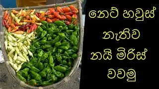 කාබනික නයි මිරිස් වගාව කාබනිකව නෙට් හවුස් නැතිව Organic snake chili cultivation organically without