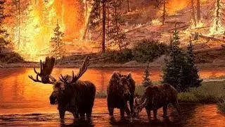Wildlife Face The Heat in Firestorm National Geographic Documentary - The Best Documentary Ever