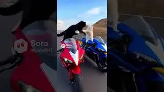Puss in Boots vs. Garfield: Bike Sword Fight! 😼🐱