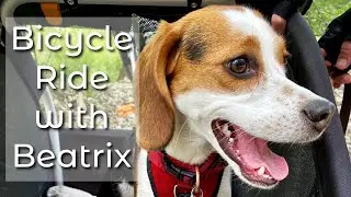 Bicycle Adventures with Beatrix the Beagle - Burley Tail Wagon