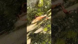Неожиданная встреча со скорпионом в центре города😳😳😳