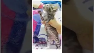 Kittens Love Milk & Cats Sleep in the Weirdest Ways