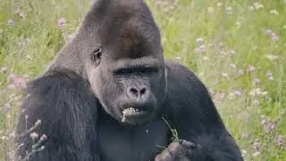 sounds animals, animals roar, wild animal sounds real animals, sounds of wild animals