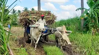 New Bullock Cart Heavy Load Mud Riding in Stuck // Edlabandi Videos