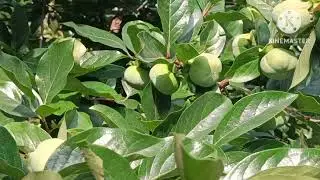 persimmon japani fuyu Verity seedless/plants available/watsapp msg 98163-33437/kullu manali/Himachal