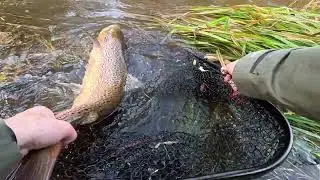 Fanger grov hanlaks(86cm) på første kast på et nyt spot!
