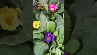 Primola Flor #cactus #suculentas #cactusysuculentas #shorts #youtube #top