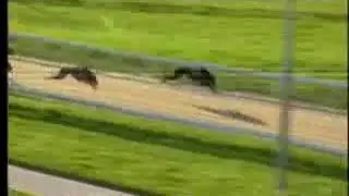 IGB - GoGreyhoundRacing.ie A0/A1  01/07/2019 Race 7 - Youghal