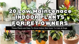 20 Low Light Indoor Plants Safe for Cats and Dogs || Safe & Stylish Non-Toxic Plants for Pet owners