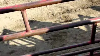 First Bronc Ride