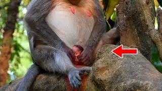 Mini Mom [ Loya ] She is Pregnant and about to Give Birth, Nearly Saw Cutest Baby From [ Loya ] Mom