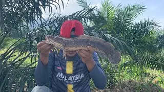 SAIZZ MANTOLL // REZKI PAGI HARI 🎣