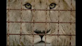 Exclusive: 'Checkpoint Zoo' Documentary Joins Appian Way Productions for Summer Theatrical Run