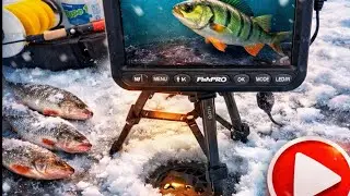 Подледная ОХОТА 🎣на ФОРЕЛЬ 👉