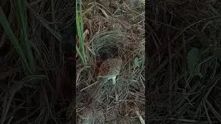 Black-winged kite birds in the nest #birds #wildlife #birdsounds #nature #animals #cute #cut