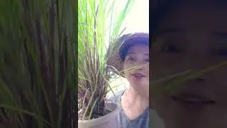 citronella plants #hashtag #experiencenature