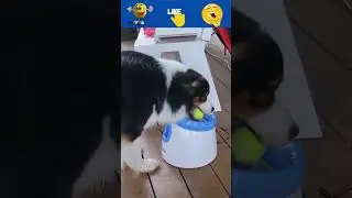 Solo Show: Watch this Dog Amaze with its Ball Machine Skills #shorts 😱😱😱😱😱