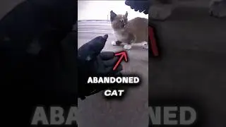 Cop arrests cat for assault&hellip; #bodycam #police