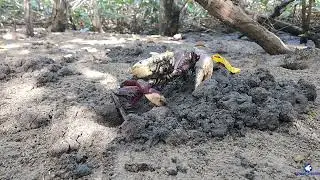 Caranguejo U&ccedil;a comendo lama - Ucides cordatus
