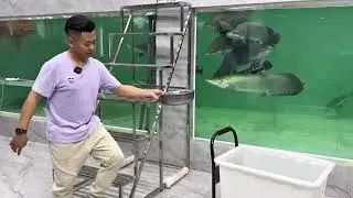 Arowana Fish aquarium Lovers | Giant fish tank lover #fish #fishtank #giantfish #aquariumfish
