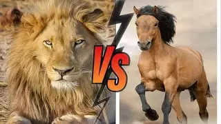 Comparison Horse vs Lion | Animal Adventure | By Usman Khan