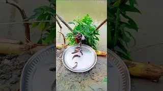 Smart Fishing Trick with Plastic Pipe #fishing #shorts #fishingshorts