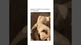 The rise of Simba 😂#meme #shorts #simba He doesn't even know what is going on 😂#meme