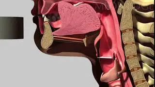 Normal swallow