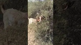 Goats visible from afar 🐐🌿 A beautiful view of nature