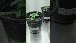 3x Legendary Platinum OG, 3x Pineapple Double Cookies Got Transplanted Into 1 Gallon Pots Today