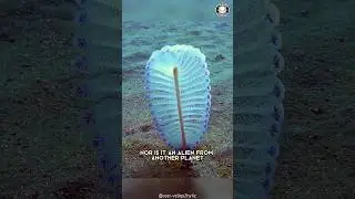 Морское перо 🖋️ Водные существа, похожие на инопланетян!